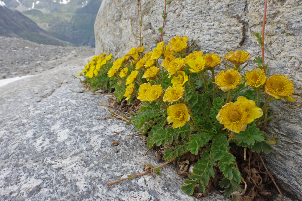 creeping avens