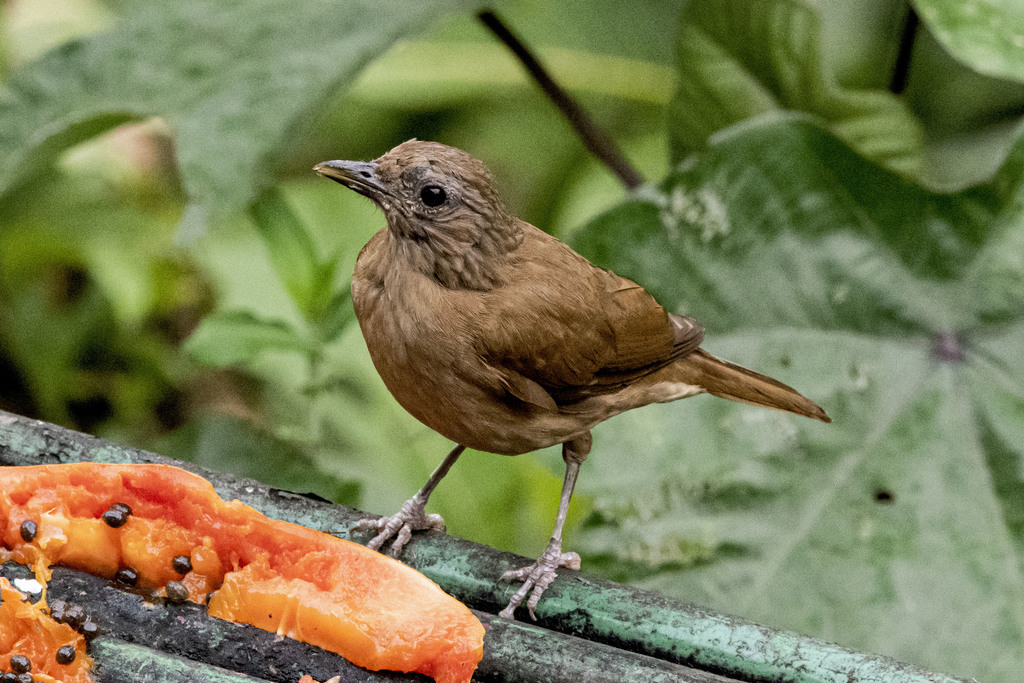 Cocoa Thrush photo
