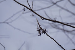 Eriophyes rhoinus