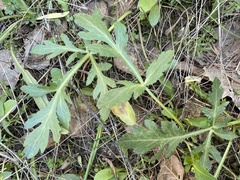 Sanicula bipinnatifida