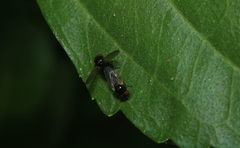 Silba