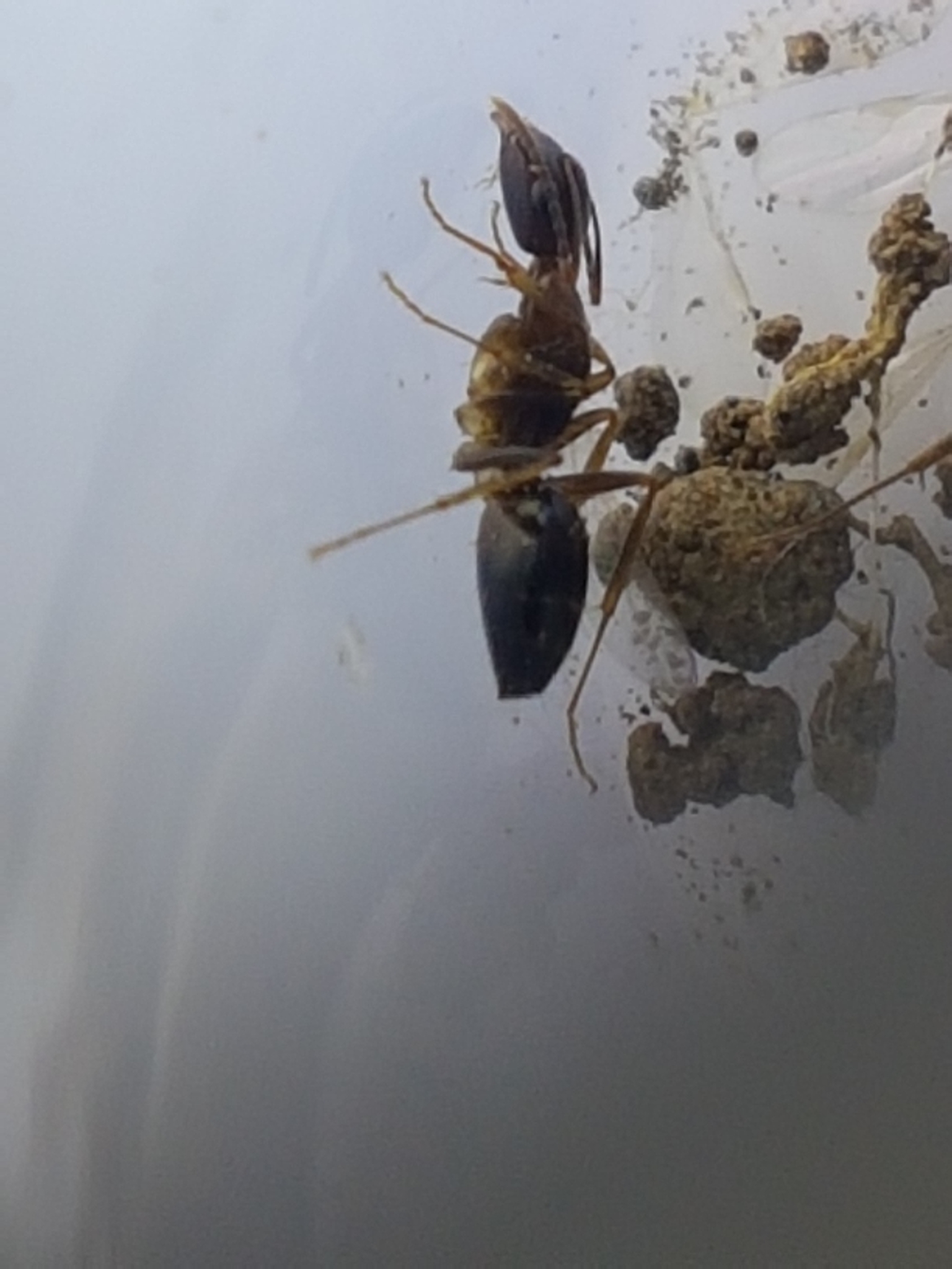Camponotus barbatus