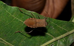 Paradasynus rostratus