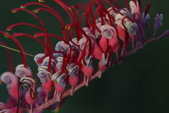 Grevillea dryandri