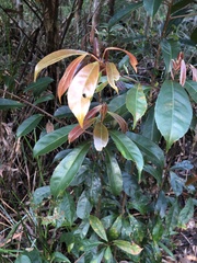 Elaeocarpus eumundii