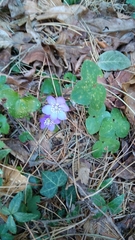 Hepatica nobilis