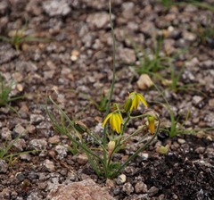 Albuca shawii