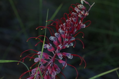 Grevillea dryandri