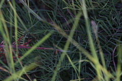 Grevillea dryandri