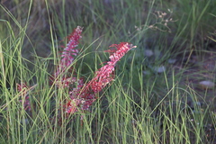 Grevillea dryandri