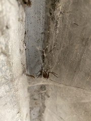 Araneae
