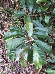 Elaeocarpus eumundii