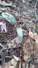 Erythronium dens-canis