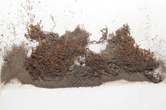 Schistidium rivulare