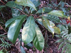 Elaeocarpus eumundii