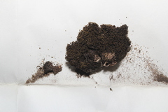 Grimmia unicolor