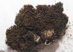 Grimmia unicolor