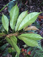 Elaeocarpus eumundii