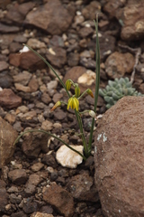 Albuca shawii