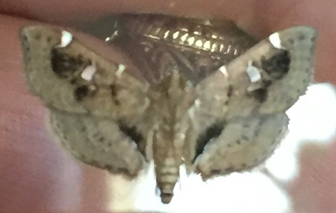 Lamprosema baracoalis
