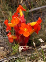 Harveya scarlatina