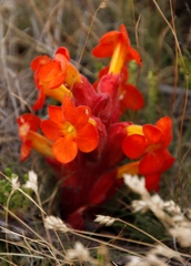 Harveya scarlatina