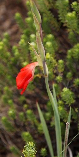 Image of Lesotho Gladiolus by (c) Tony Rebelo, some rights reserved (CC BY-SA)