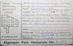 Schistidium agassizii