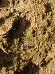 Tetramorium walshi
