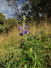 Lupinus altimontanus