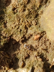 Tetramorium walshi