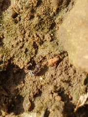 Tetramorium walshi