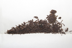 Schistidium agassizii