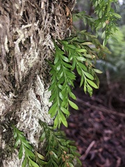 Tmesipteris ovata