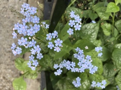 Brunnera macrophylla