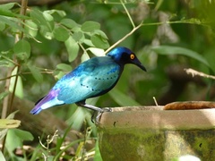 Lamprotornis purpureus