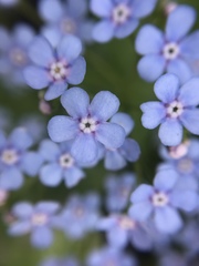 Brunnera macrophylla