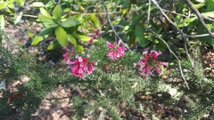 Colletia ulicina