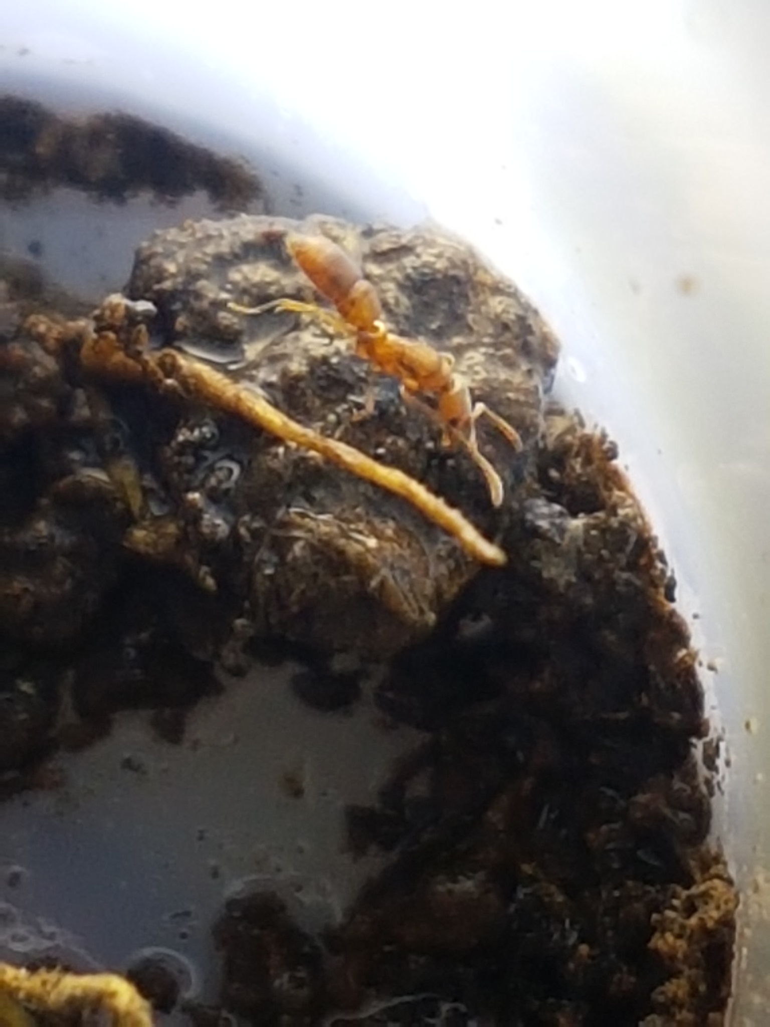 Hypoponera