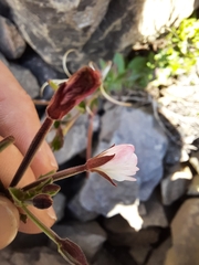 Epilobium capense