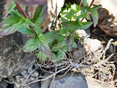 Epilobium capense