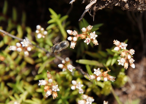 Crassula dependens