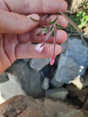 Epilobium capense