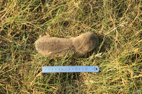 Greater Blind Molerat, Великописаревский район, Сумская область, Украина, photo 4 of 10