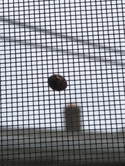 Harmonia axyridis