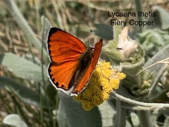Lycaena thetis