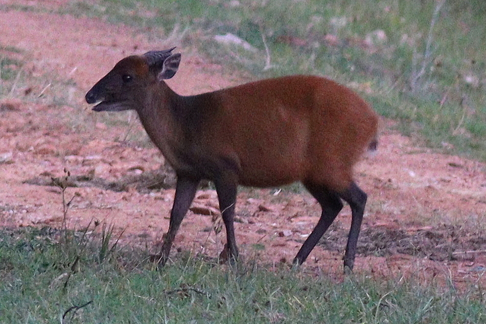 Weyns's Duiker (Cephalophorus weynsi)