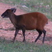 Weyns's Duiker - Photo (c) Jan Ebr, some rights reserved (CC BY), uploaded by Jan Ebr