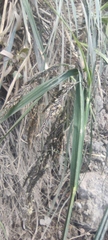 Fecundae