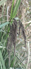 Fecundae